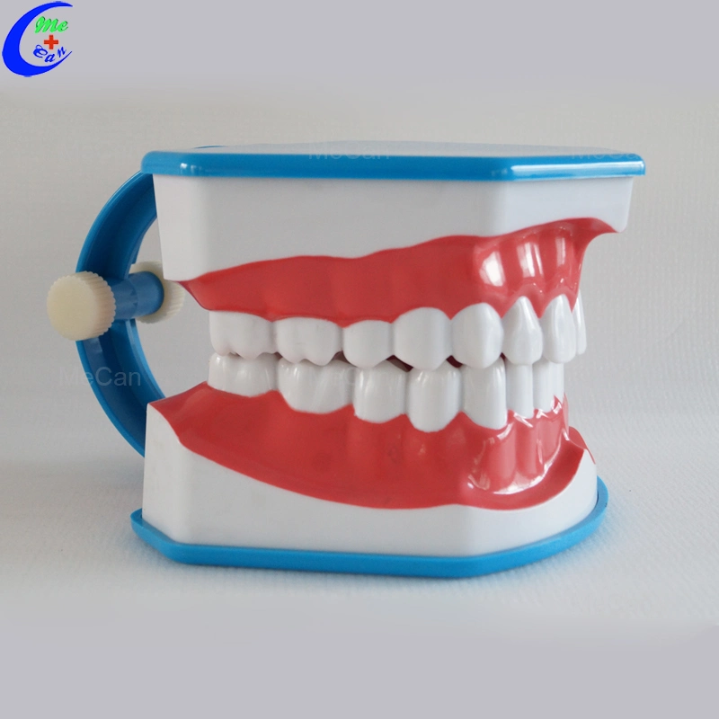 Medical Education Dental Care Model, Teeth Brushing Model with Tongue