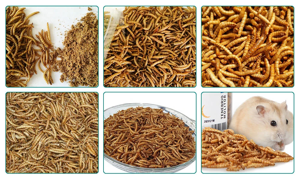 Industrial Drying Mealworm Insect Microwave Baking Equipment Industrial Mealworm Microwave Vacuum Oven
