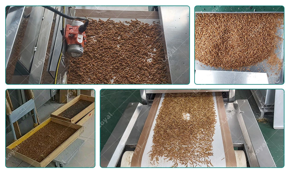 Industrial Drying Mealworm Insect Microwave Baking Equipment Industrial Mealworm Microwave Vacuum Oven