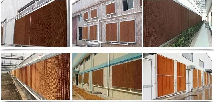 Xinhe Large Customizable Qingzhou Plastic Greenhouse Commercial Wet Curtain with Low Price