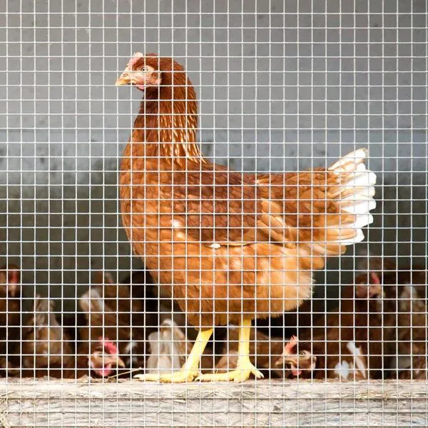 Yeeda Wire Mesh Chicken Cage Welded Wire Mesh China Suppliers 3 Inch X 3 Inch Galvanised Steel Mesh Sheets Used for Promax 358 Security Mesh Fencing