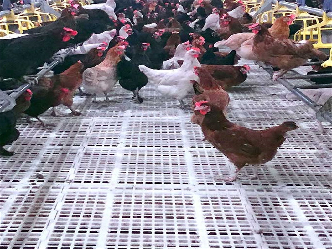 Many Chicken Couples&prime; Warm Home