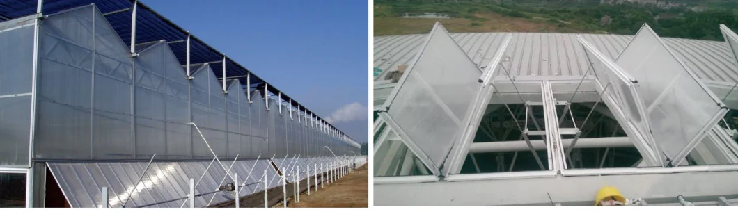 Multi Span Agriculture PC Sheet Green House Grow Tent