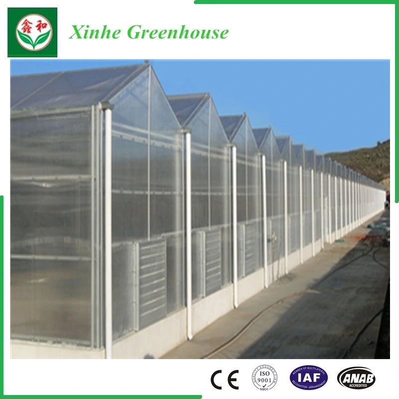 PC Sheet/Polycarbonate Sheet Vegetable Tent for Planting Tomato