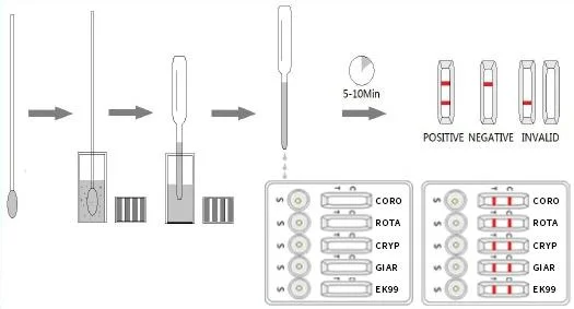 Calf Diarrhea 5 Way Test Coronavirus-Rotavirus-Cryptosporidium-Giardia-Escherichia Coli K99 Antigen Combo Test