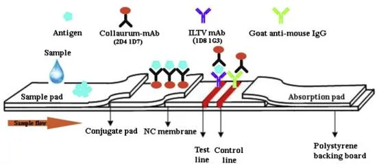 Calf Diarrhea 5 Way Test Coronavirus-Rotavirus-Cryptosporidium-Giardia-Escherichia Coli K99 Antigen Combo Test