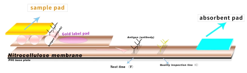 Gia - Crypto - Rota - Bcv Antigen Combo Test