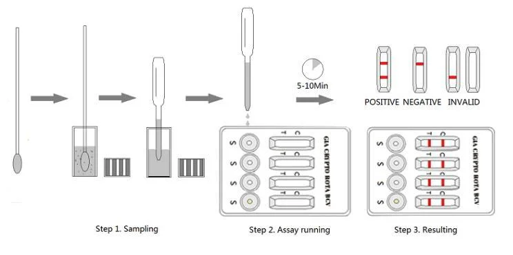 Giardia Lamblia-Cryptosporidium-Rotavirus-Coronavirus Antigen Combo Test