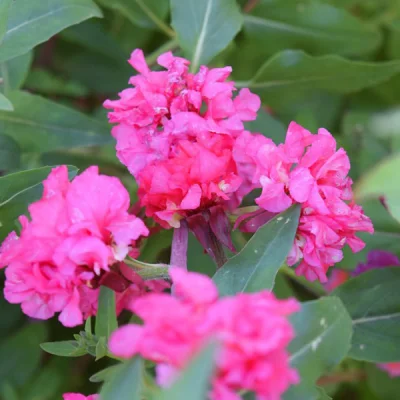 Touchheallow Supply Clarkia Seeds/Clarkia elegans Douglas Seeds