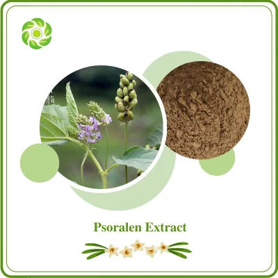  Bienestar mundial ISO Biotech&amp;extracto vegetal natural certificada por la FDA el 95% 98% Babchi Psoralea Corylifolia Psoralen Extracto extracto en polvo