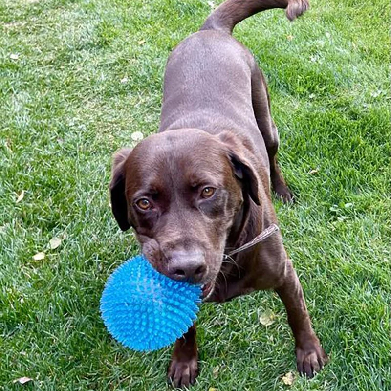 Ecofriendly Food Spills Feeding Rubber Dog Toy Chew Pet Toy Bite Resistant Ball