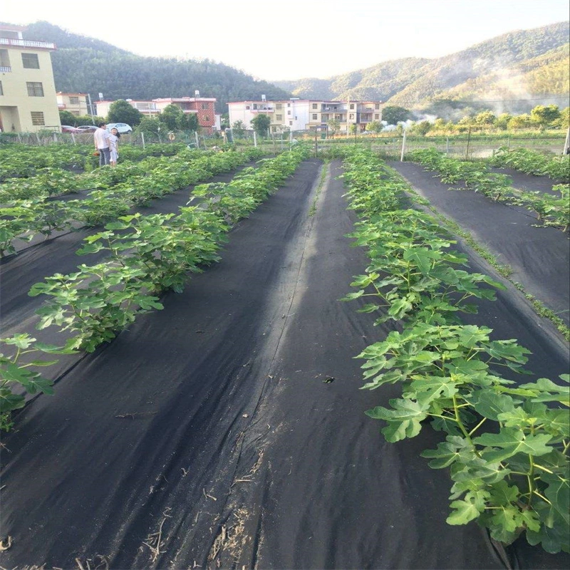 Degradable Black PP Weeding Cloth Is Suitable for Grape Planting