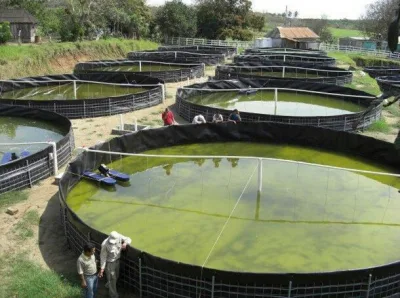 Revestimiento de polietileno de alta densidad Geomembrana para Camarones de cultivo Pond in Bélgica