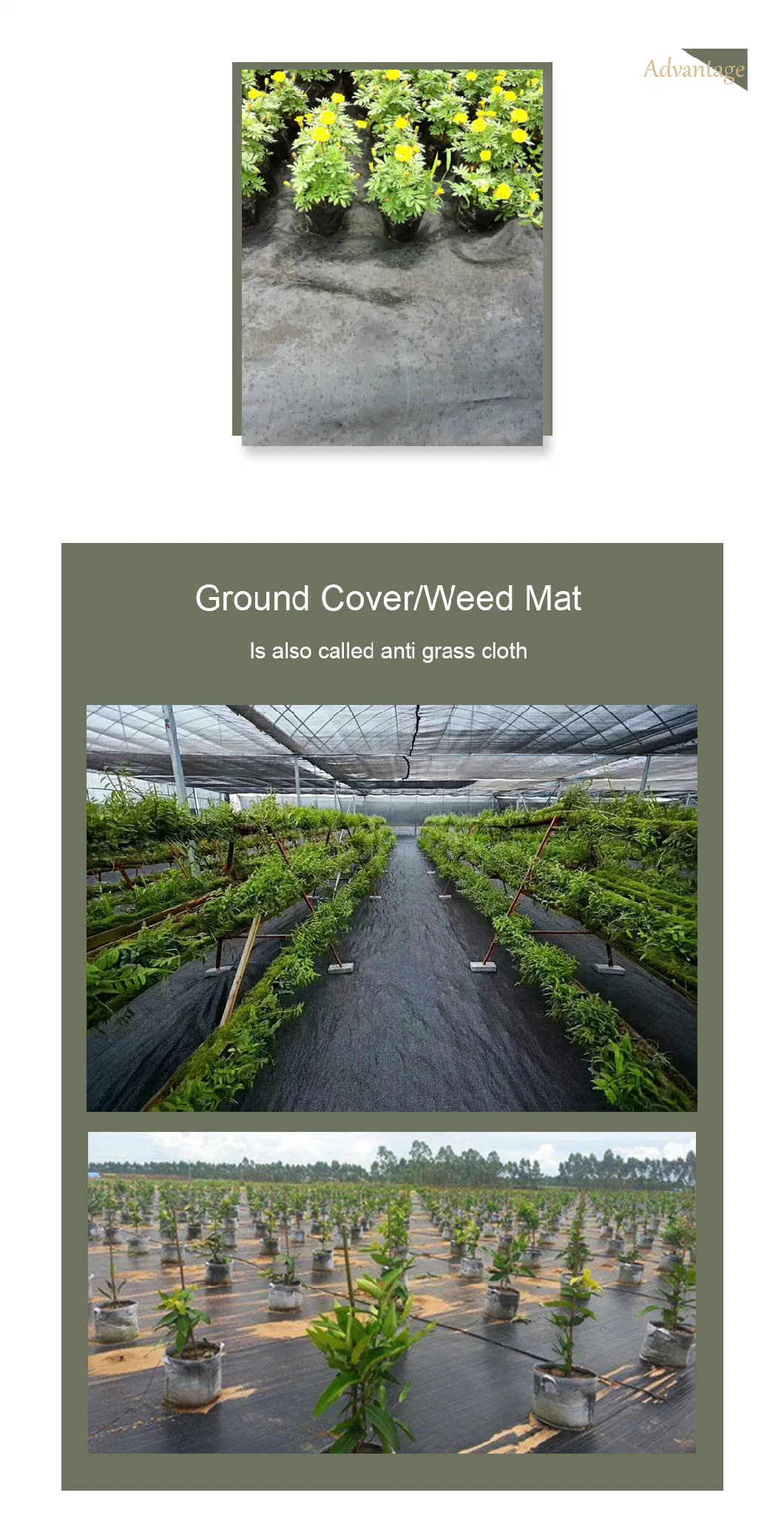 Ground Cover Weed Control Fabric/ PP Woven Fabric/ PP Woven Geotextile