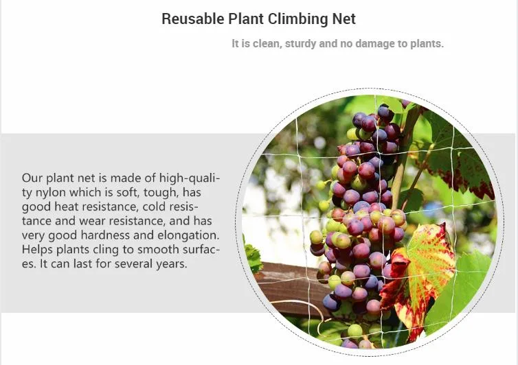 Durable New Coming HDPE Plant Climbing Plastic Wire Trellis Support Net