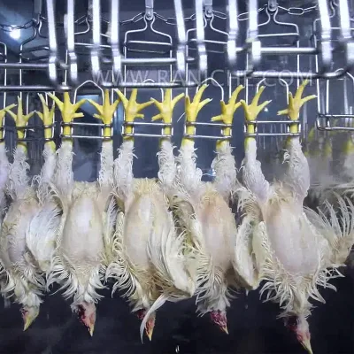  Professionelle Huhn Tötung Schlachtung Feder Entfernung Maschine Preis