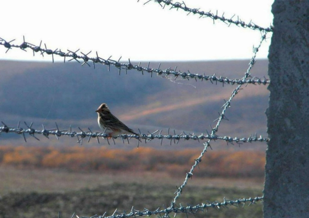 Selling Top Sponsor Listing Barbed Wire PVC Coated 2.0mm High Tensile Barbed Steel Wire 300meters for Barrier Fencing