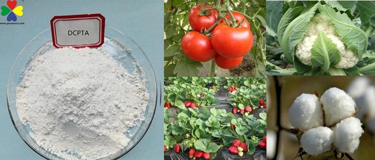 Hot Sale Super Effective Agrochemical Dcpta 98%Tc