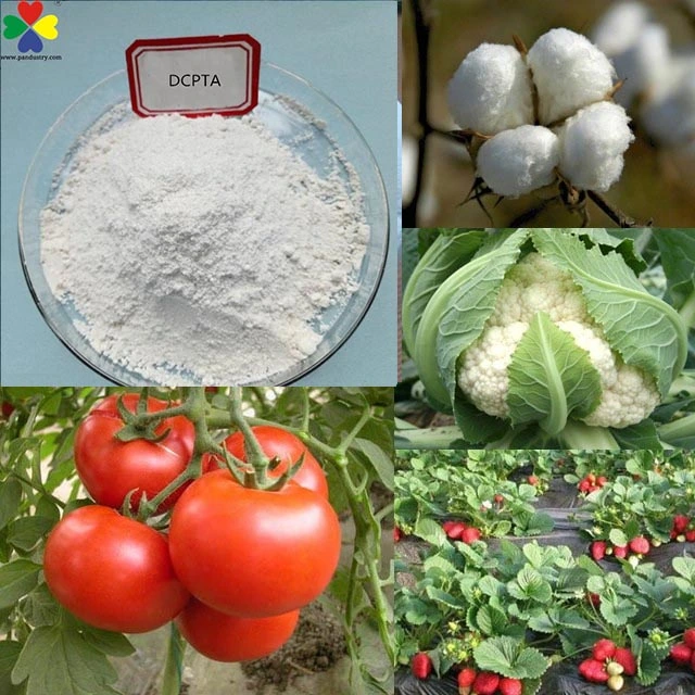 Plant Growth Promoter Plant Hormones Dcpta 80%Sp