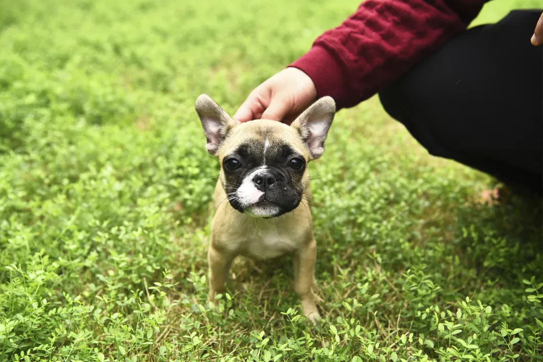 Classic Puppy Walking Chain Leather Paw Rivet Dog Collar