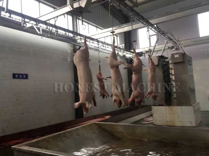 High Productivity Slaughter Equipment / Pig Hair Removal Machine / Slaughtering Machine