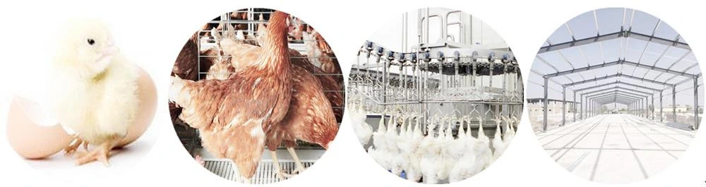 800bph Chicken Slaughtering Duck Goose Slaughter Machine Halal for Sale
