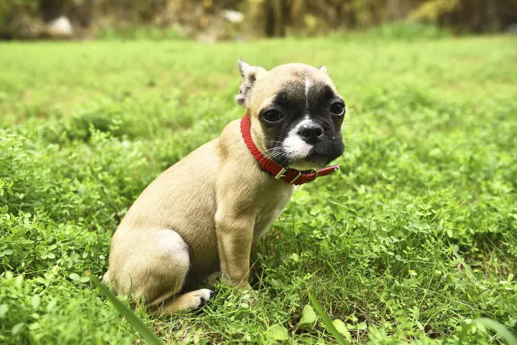 Classic Puppy Walking Chain Leather Paw Rivet Dog Collar