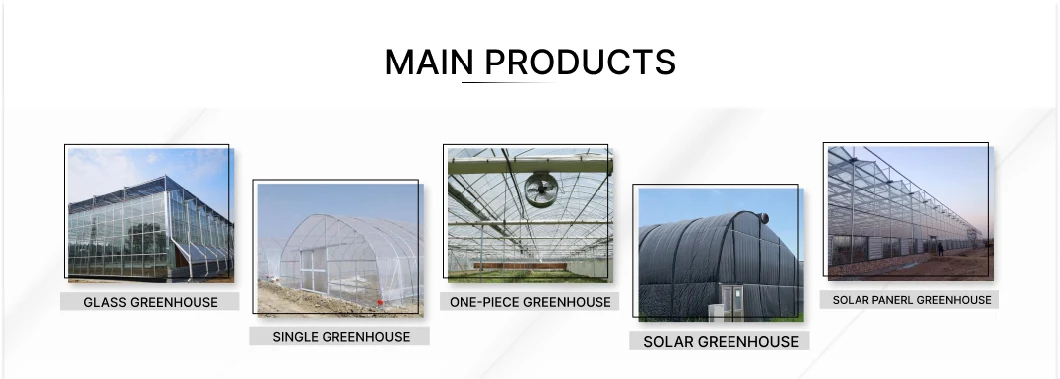 Single-Span Arch Type Film Tunnel Greenhouse with Agriculture Hydroponic for Rose/Tulip/Tomato/Flower