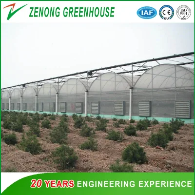 Sistemas hidropónicos agrícolas de gases de efecto para la exposición/Seed-Breeding/Flower/restaurante Eco/vegetal
