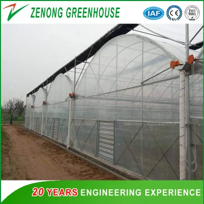  Policarbonato eficiente invernaderos y sistemas de cultivo hidropónico de tomate y lechuga