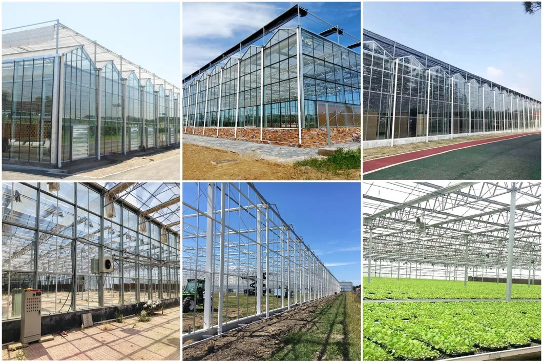 Factory Customized Xinhe Solar Hydroponic System for Greenhouses Green House Glass Greenhouse