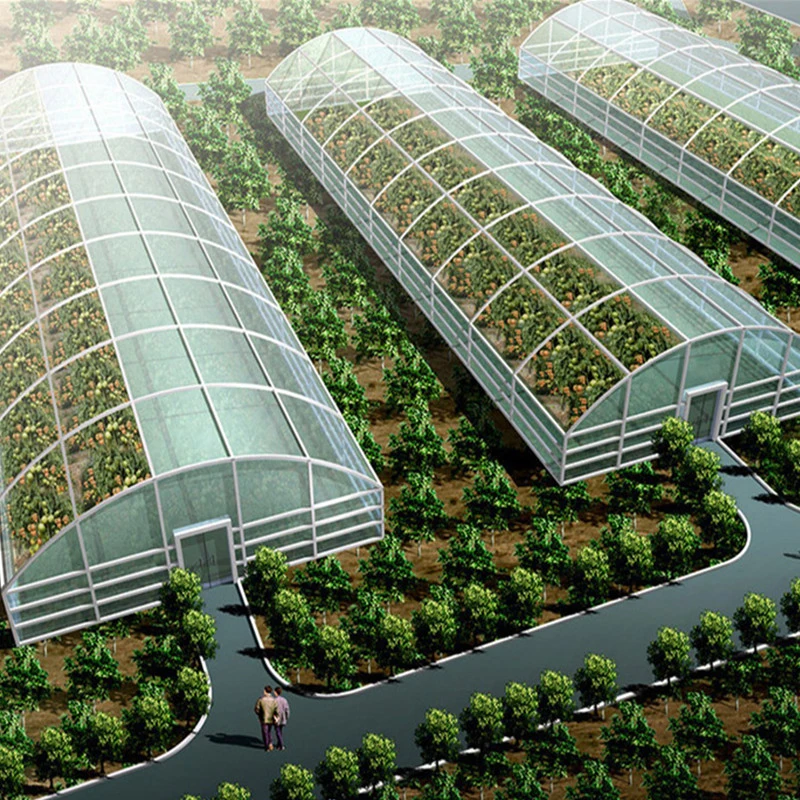 Single-Span Arch Type Film Tunnel Greenhouse with Agriculture Hydroponic for Rose/Tulip/Tomato/Flower