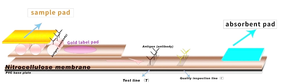 Feline Calicivirus Antigen Rapid Test Feline Calicivirus Treatment