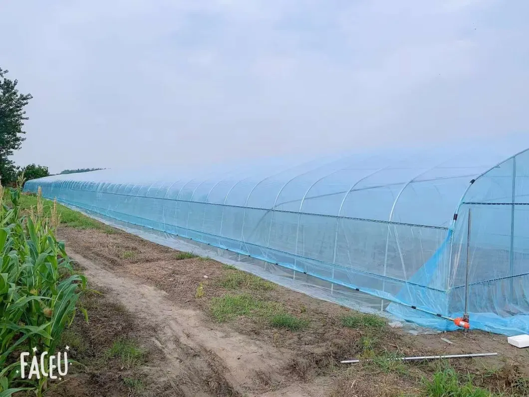 Commercial Greenhouse Film Greenhouse and Cooling System