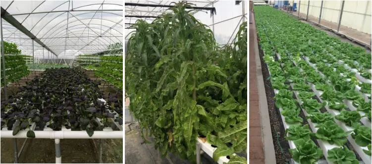 Hot Sell Hydroponic Farm System Agriculture Growing PVC Tunnel for Tomato Melon