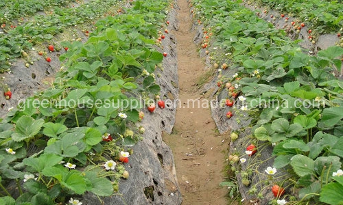 New Agricultural High Tunnel Indoor Hydroponic System for Sale