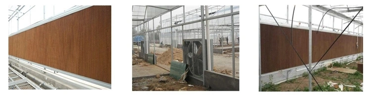 Commercial Greenhouse Film Greenhouse and Cooling System