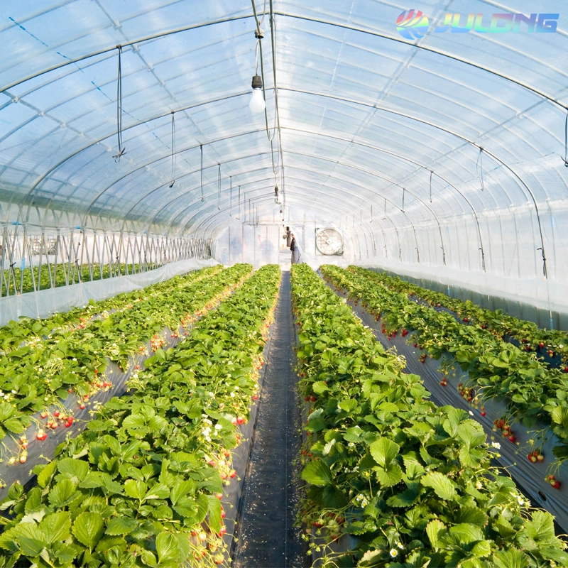 Agricultural Tunnel Greenhouse Have Hydroponic Growing System