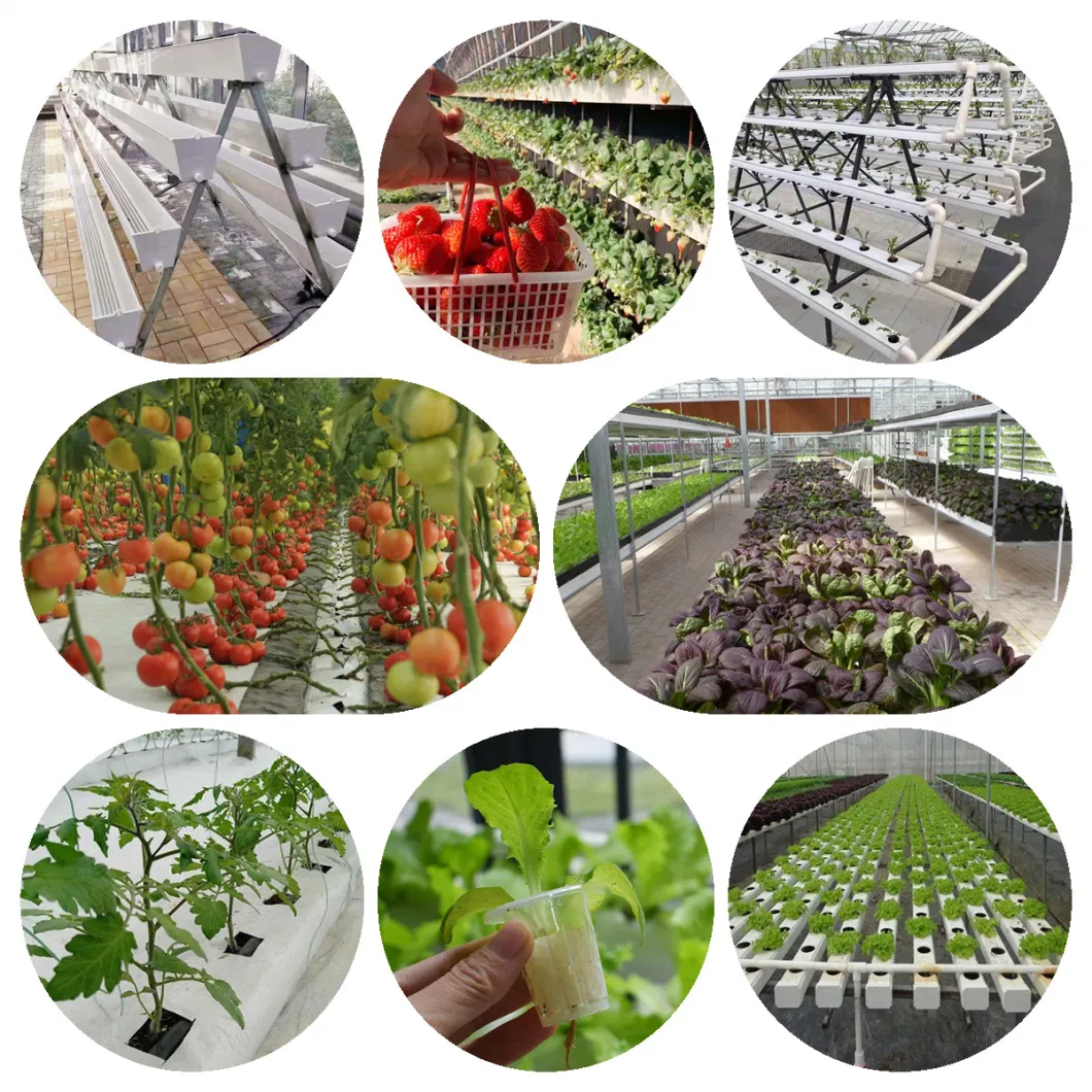 Shelf Style Quick Connection High Yield Easy Installation Strawberry Cultivation Support Frame for Sale