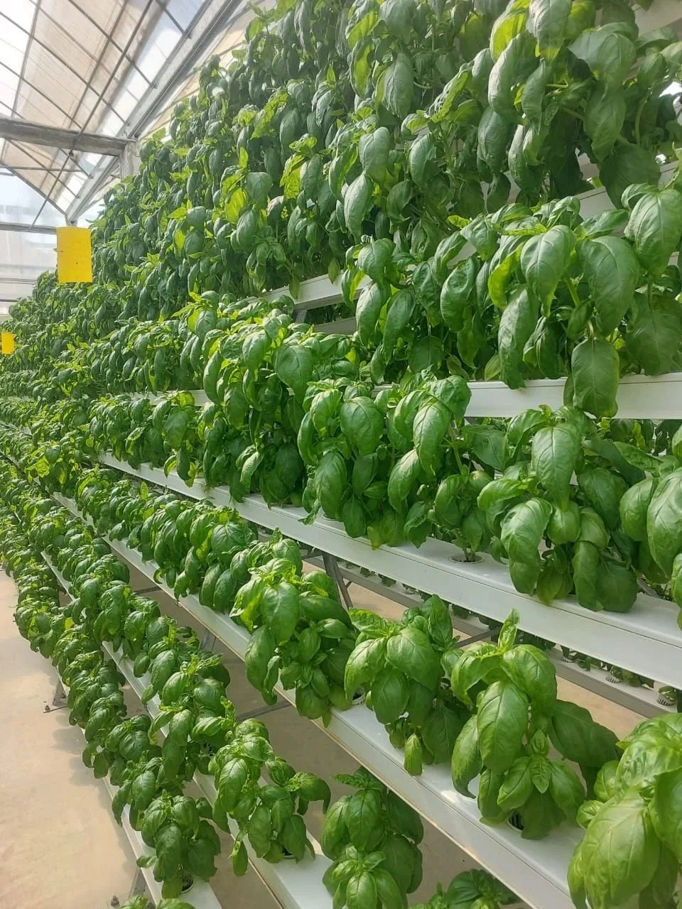 Hot Sell Hydroponic Farm System Agriculture Growing PVC Tunnel for Tomato Melon