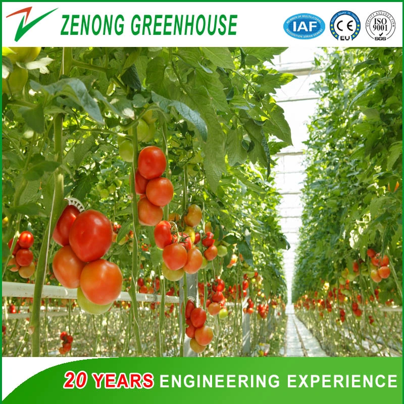 Efficient Polycarbonate Greenhouse and Hydroponic Growing System for Tomato and Lettuce