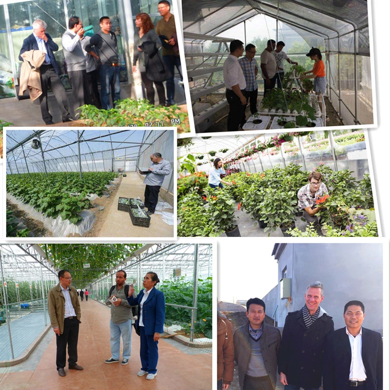 Efficient Polycarbonate Greenhouse and Hydroponic Growing System for Tomato and Lettuce