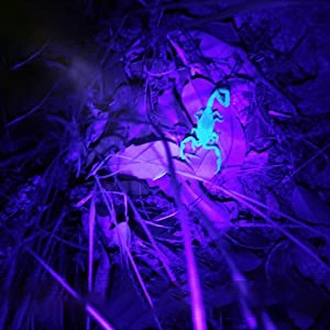 UV Flashlight Black Light, 12 LED Blacklight Pet Urine Detector for Dog/Cat Urine, Banknote Detection Lamp 395 Fluorescent Agent Detection Mini Scorpion Lamp