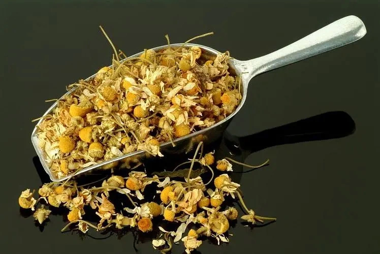 Health Food Herbal Tea Dried Chamomile Flowers for Extract Tea Blending