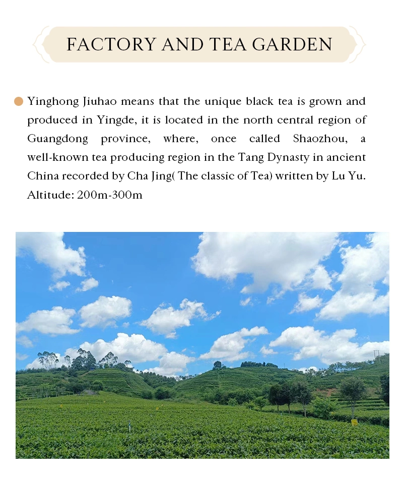 China Premium Quality Bulk Black Tea Wholesale in Pack for Sale