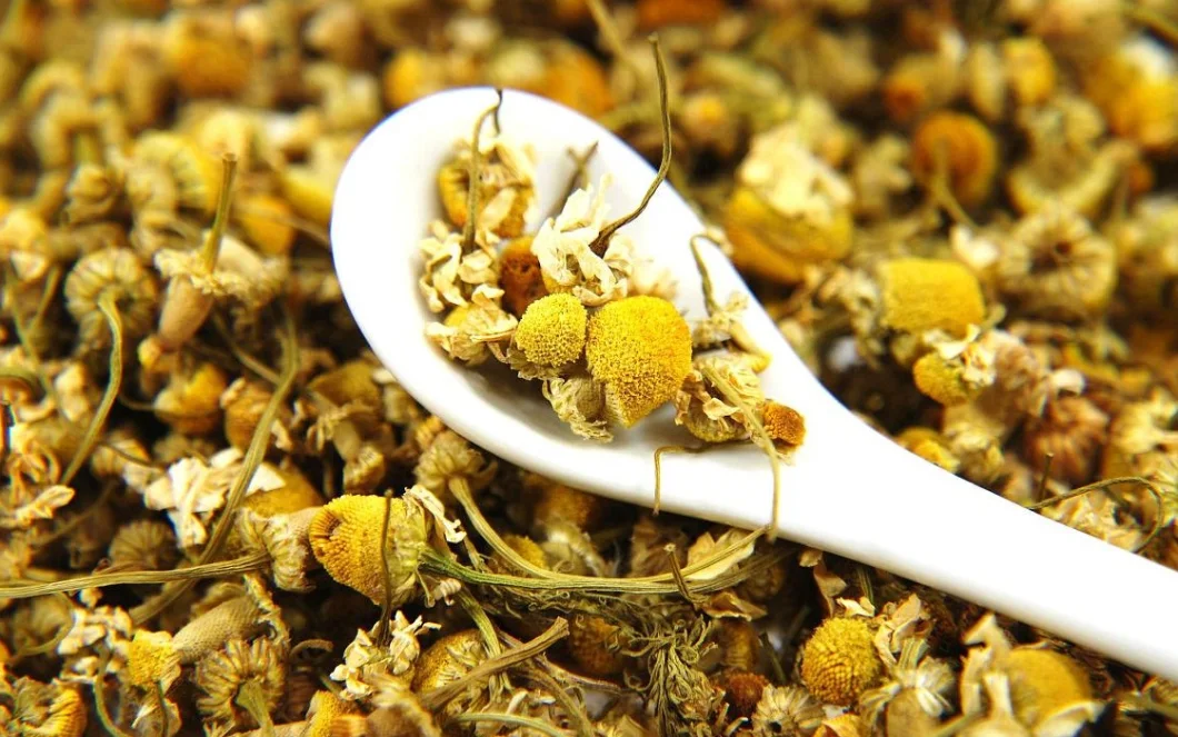 Health Food Herbal Tea Dried Chamomile Flowers for Extract Tea Blending