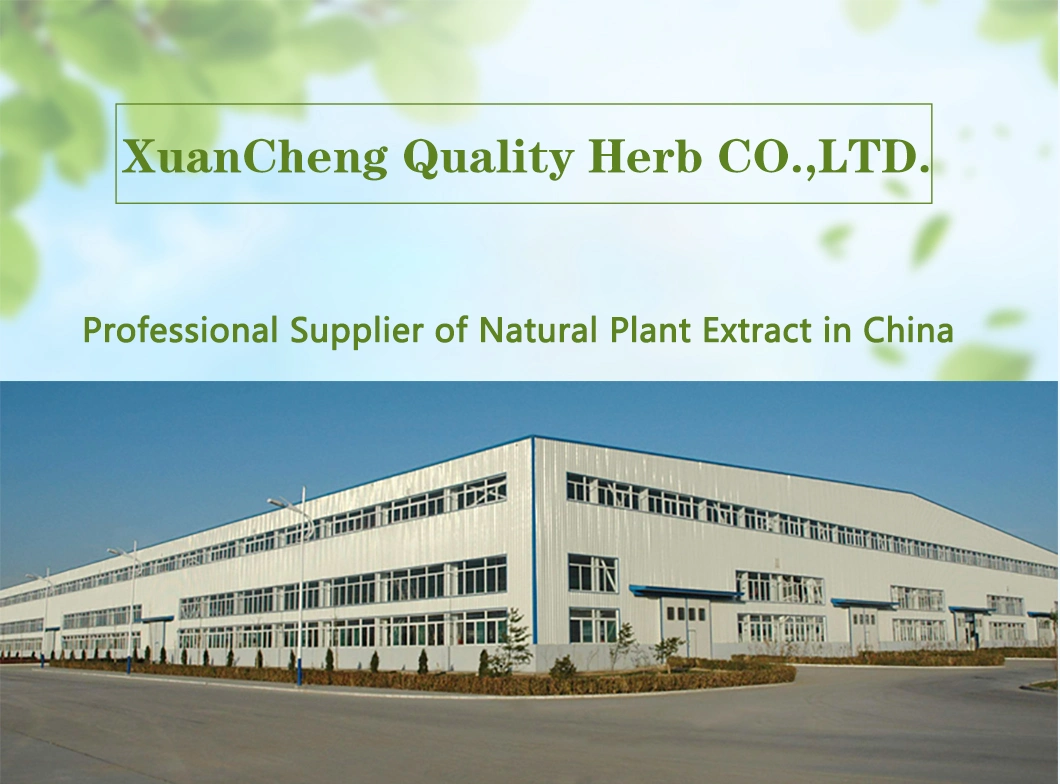 Factory Supply 1% Anthraquinones HPLC Jue Ming Zi Cassia Obtusifolia Cassia Seed Extract for Weight Loss