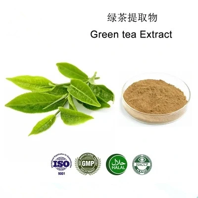 Factory Supply High Quality Natural Green Tea Extract Tea Polyphenol 98% EGCG Powder