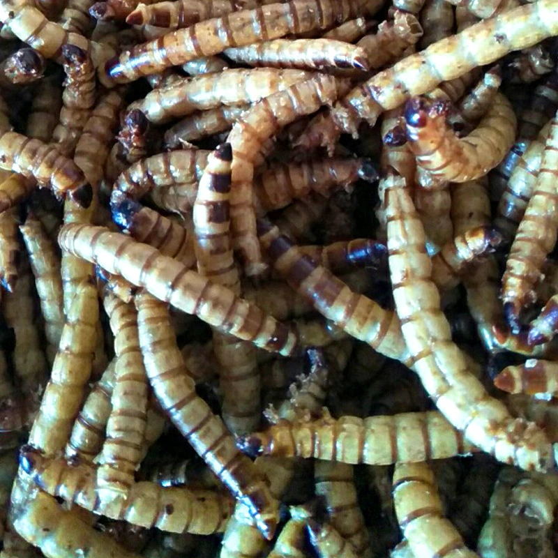 Barley Worm Animal Pet Feed High Protein Rhubarb Mealworm Dry Bird Food