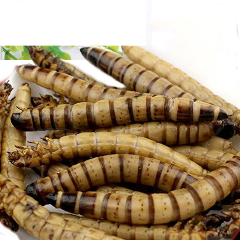 Barley Worm Animal Pet Feed High Protein Rhubarb Mealworm Dry Bird Food